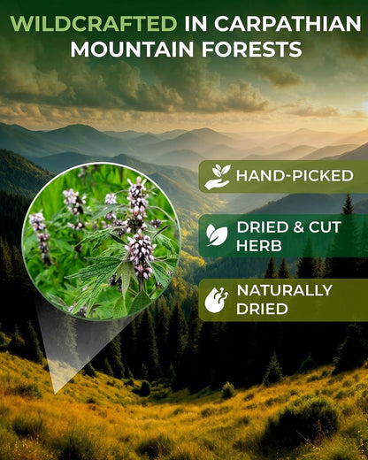 50 Bags Motherwort Tea Dried Motherwort Herb (Leonuri Herba) - 50 Tea Bags 1.5g Leonurus