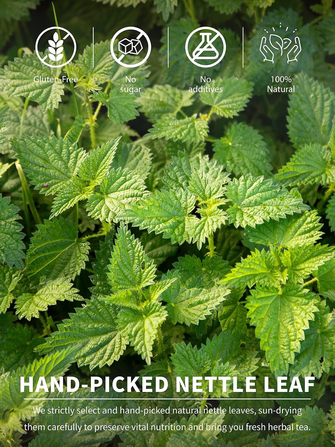 TeeLux Nettle Leaf Tea Bags, Stinging Nettle Tea, Caffeine Free, 100 Count