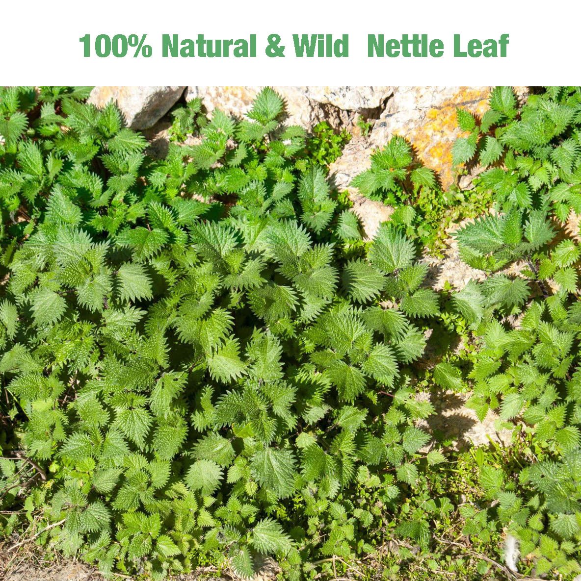 50 Milk Thistle Tea Bags for Detox Cleanse & Repair| Thorne Milk Thistle Herbal Tea for Support