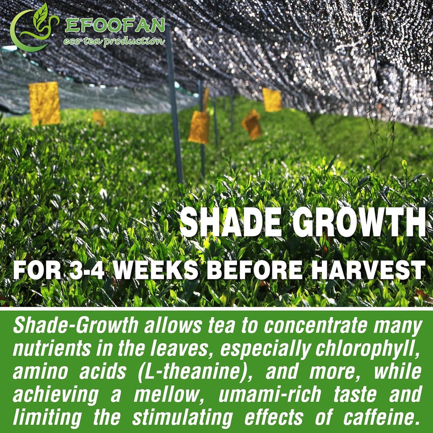 EFOOFAN Organic Ceremonial Matcha Powder, 1st Harvest Shade-Grown, 45g Tin