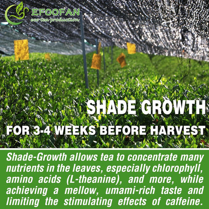 EFOOFAN Organic Ceremonial Matcha Powder, 1st Harvest Shade-Grown, 45g Tin