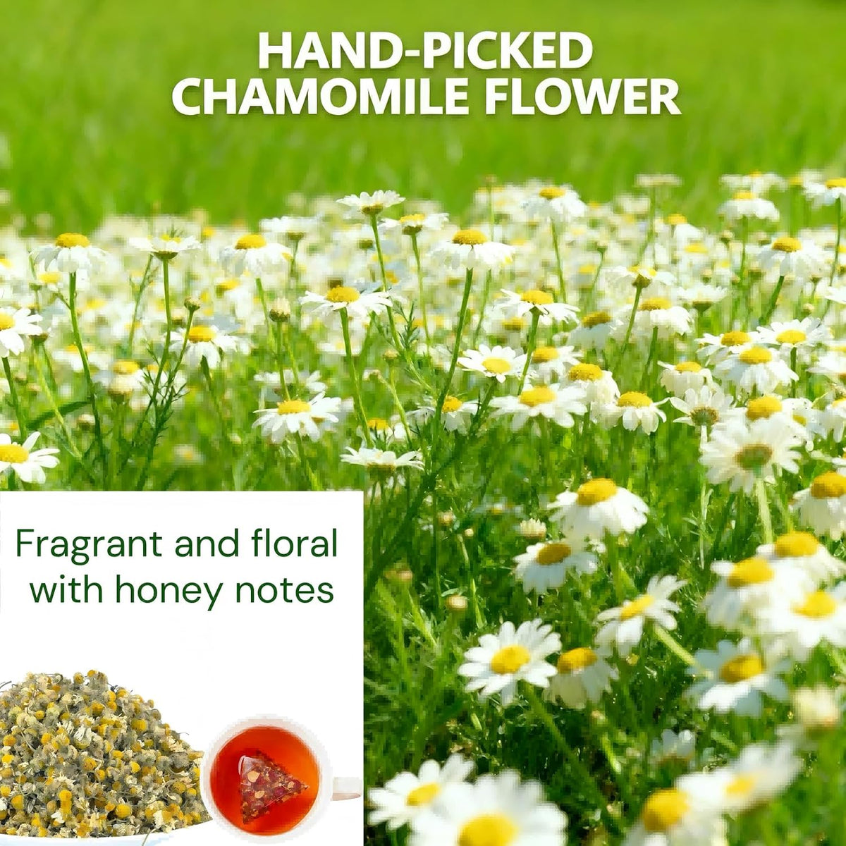 Chamomile Tea with Goji Berry & Jujube Dates - Naturally Sweet & Floral