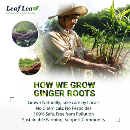 LeafLea Herbal Green Tea With Ginger, Digestion & Immune Support, 160 Count