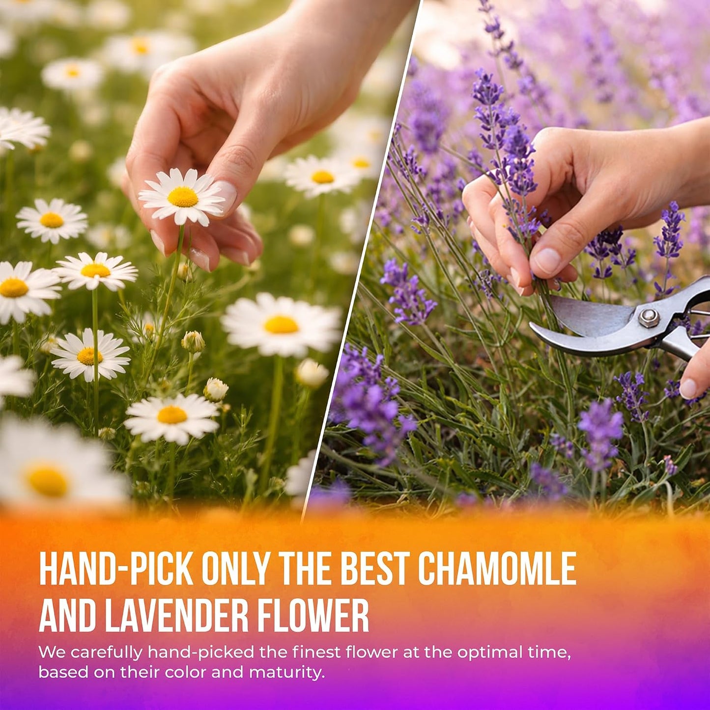 FreshDrinkUS, Premium 60 Chamomile Lavender Tea Bags, Calming Herbal Blend Strong Support for Relaxation & Better Sleep | Naturally Caffeine-Free Bedtime Tea with Soothing Floral Aroma, 100% Natural, Hand-made No Sugar/ Caffeine/ Gluten, Vegan - Colors A