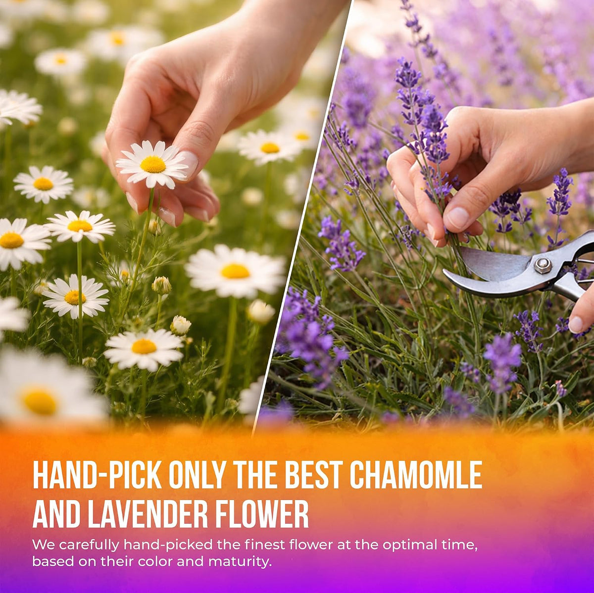 FreshDrinkUS, Premium Chamomile Lavender Tea, 60 Count, Caffeine Free