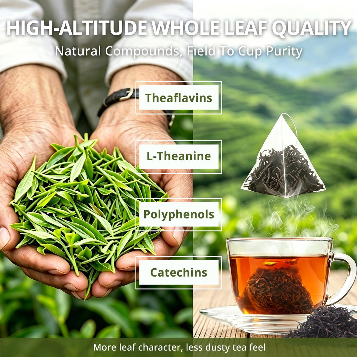 Oolong Tea Bags – Yunnan High-Mountain Oolong Whole Leaf Tea Bags,25 Bags (4g Each) –Cortisol & Calming Tea for Stress Relief,Digestion & Metabolism,Loose Leaf Oolong Tea, Smooth Aroma,Low-Astringency