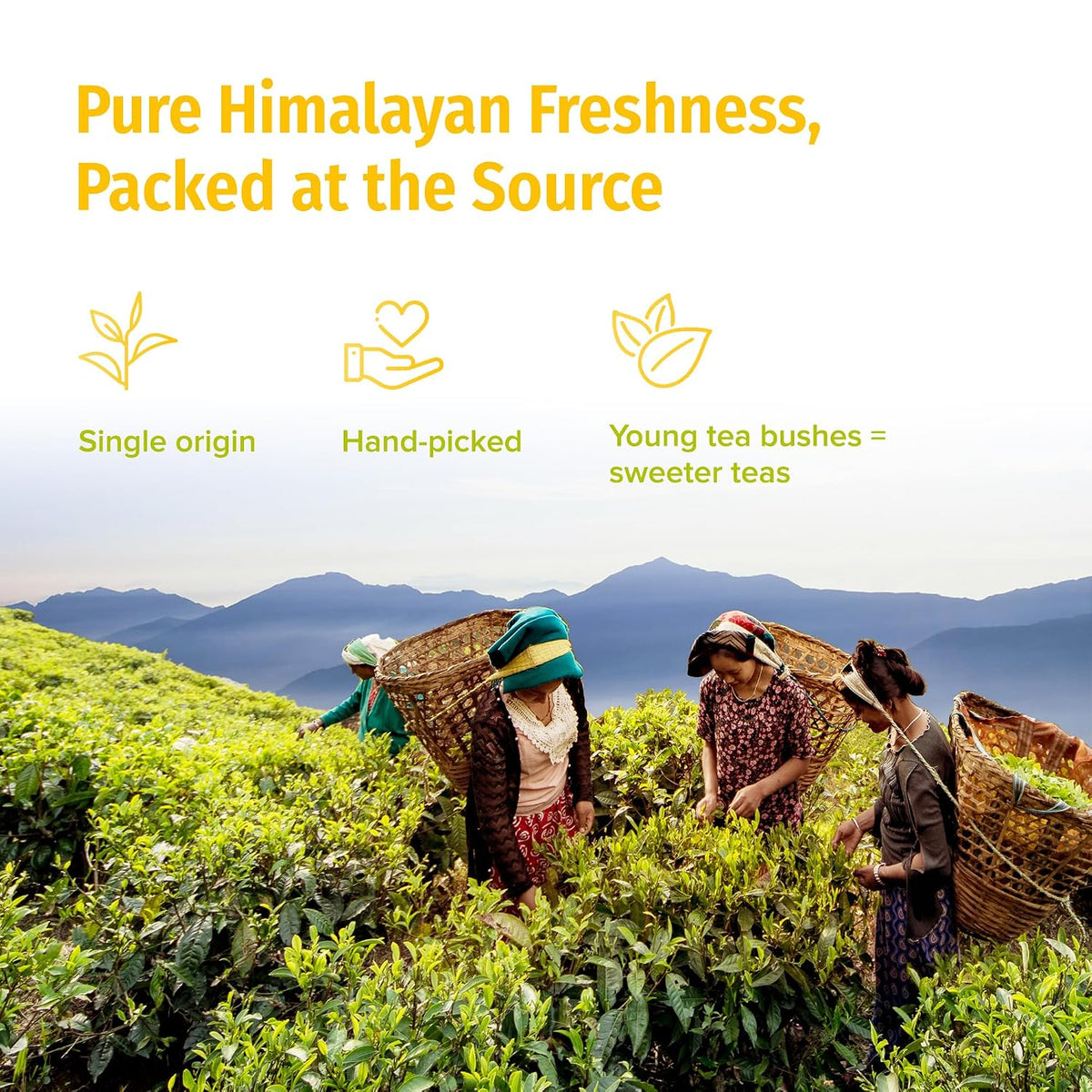 NEPAL TEA Organic White Tea Loose Leaf - USDA Certified Organic from a Family Farm in the Himalayas - Award-Winning Premium Tea Leaves to Enjoy Hot or Cold – 3.5oz /100g (White Prakash)
