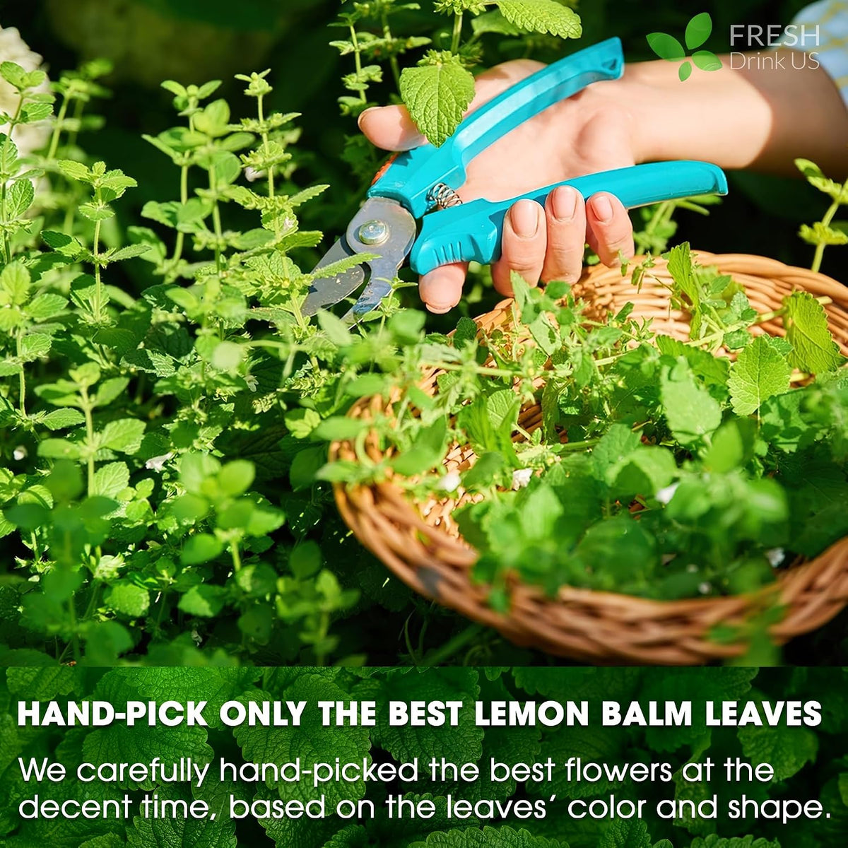 FreshDrinkUS, Premium 120 Lemon Balm Tea Bags, 100% Natural & Pure, Herbal Tea, No Sugar, No Caffeine, No Gluten, Vegan.