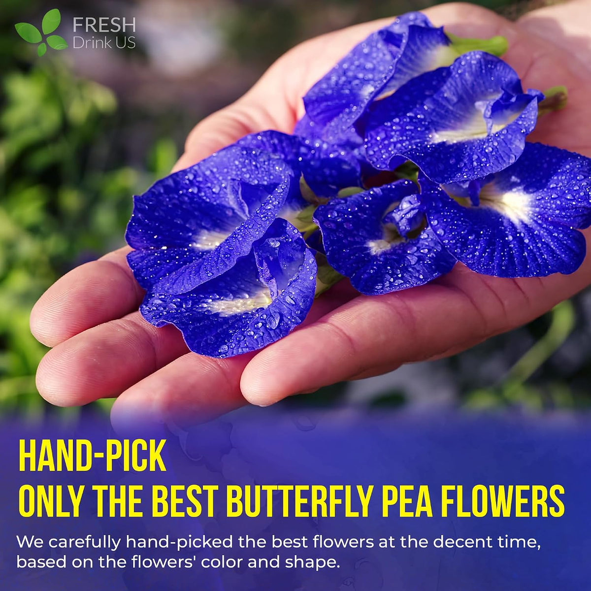 FreshDrinkUS, Premium Butterfly Pea Flowers Tea, 55 Count, Caffeine Free