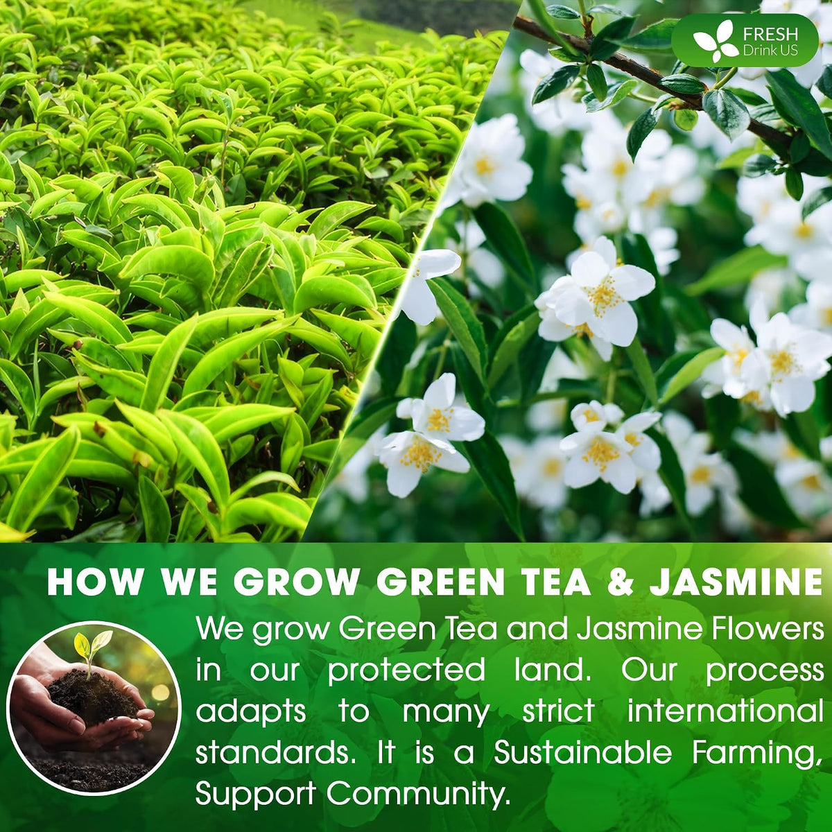 FreshDrinkUS, Premium 135 Jasmine Green Tea Bags, 100% Natural & Pure from Jasmine Green Herbal Tea. Made with Natural Material Tea Bags. No Sugar, No Caffeine, No Gluten, Vegan.