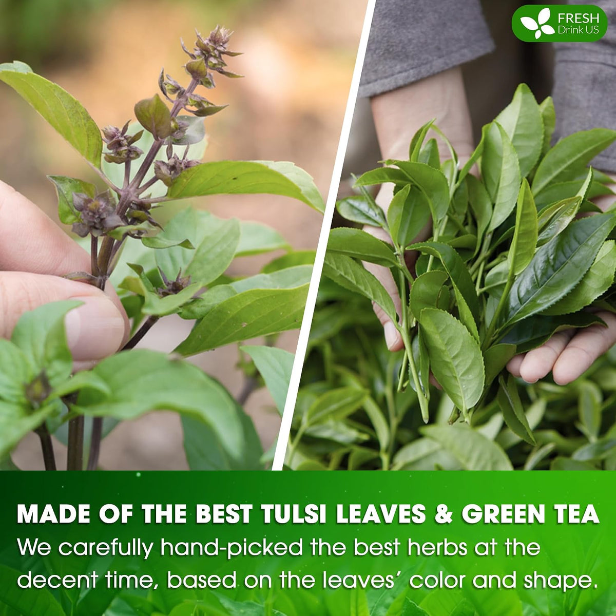 FreshDrinkUS, Premium 55 Tulsi Green Tea Bags, 100% Natural & Pure, Herbal Tea, No Sugar, No Caffeine, No Gluten, Vegan.