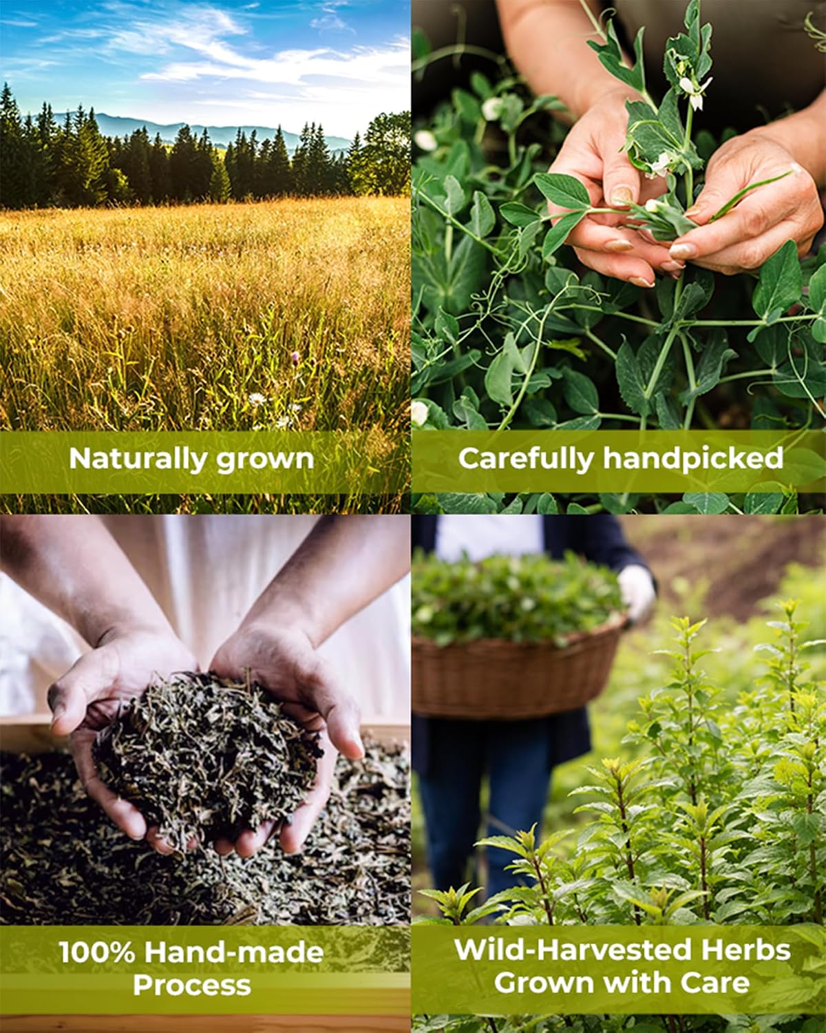 100 Bags Dried Lemongrass Tea Lemon Grass Leaf Herbal Tea Zacate De Limon (Cymbopogon) - 100 Count 1.5g Bags Lemongrass Chai Herb Limoncillo (Hierba Limon)