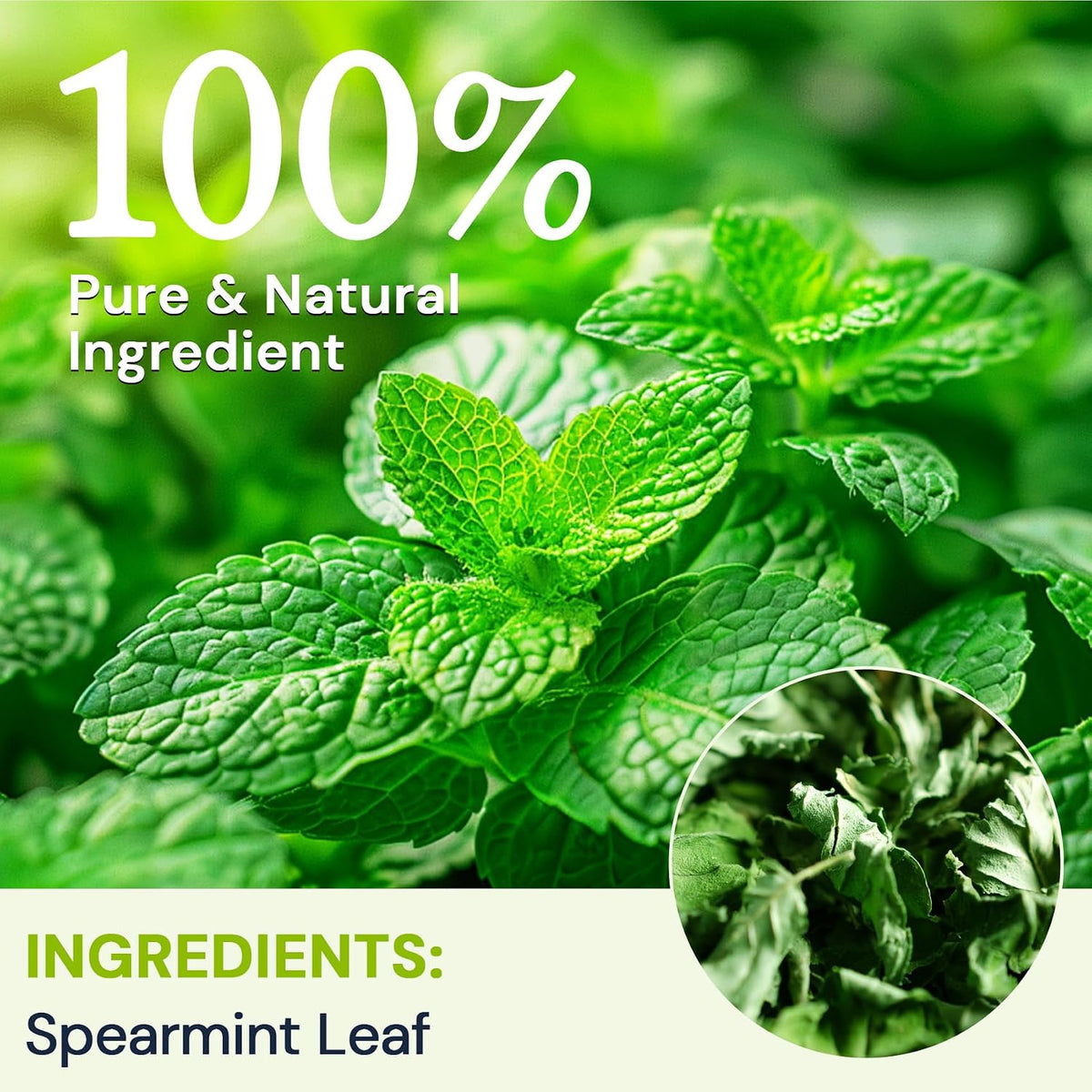 Spearmint Leaf Tea - Caffeine Free, 120 Teabags