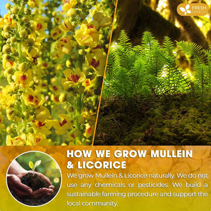 FreshDrinkUS, Premium Mullein Licorice 55 Tea Bags, 100% Natural, Blend of Mullein Leaves, and Licorice Root. No Sugar, Vegan.