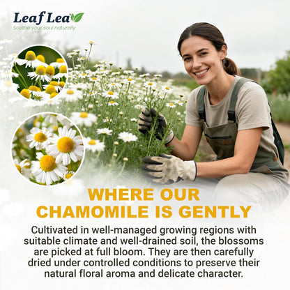 LeafLea Chamomile Herbal Tea Bags, Calm Evening Routine, 80 Count