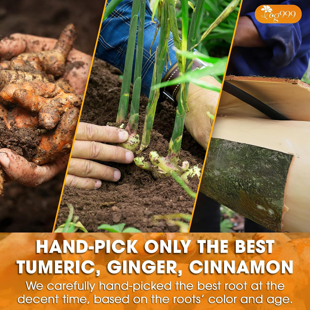 TOG999, Premium 15oz Ginger Turmeric Cinnamon Loose Leaf Herbal Tea - Premium Quality Spiced Herbal Blend – Caffeine-Free, Non-GMO, Natural Dried Roots and Bark. Vegan-Friendly.