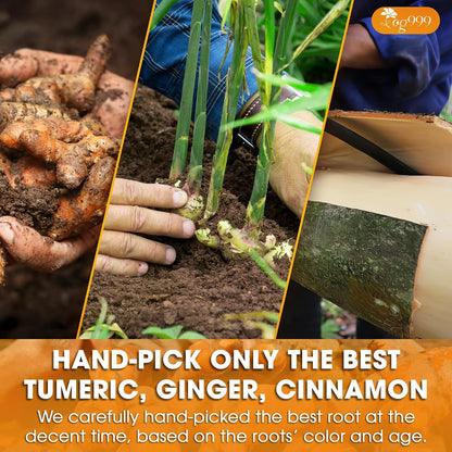 TOG999, Premium 15oz Ginger Turmeric Cinnamon Loose Leaf Herbal Tea - Premium Quality Spiced Herbal Blend – Caffeine-Free, Non-GMO, Natural Dried Roots and Bark. Vegan-Friendly.