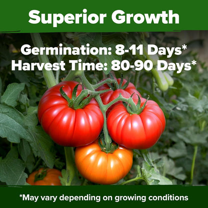 HOME GROWN Beefsteak Tomato Seeds, 300+ Seeds, Solanum lycopersicum