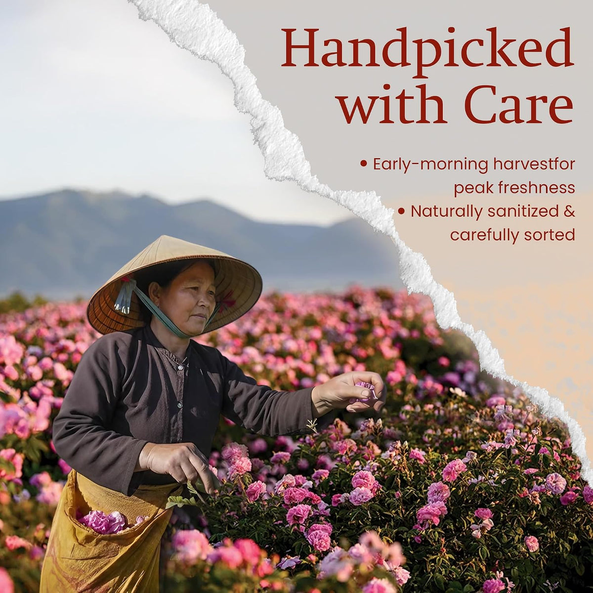ANNHI TEA Rose Blossom Tea - 12 Tea Bags, 1 Whole Pure Rose per Bag