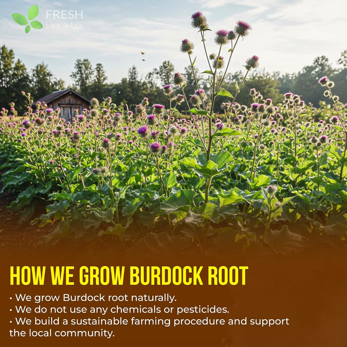 FreshDrinkUS, Premium Burdock Root Tea, 75 Count, Pure, Caffeine Free