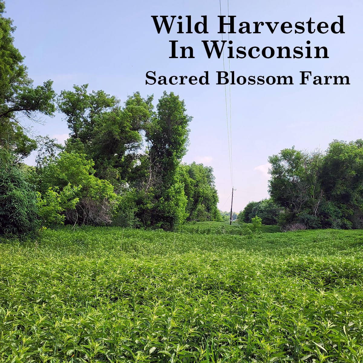 Wild-Harvested Wisconsin Nettle Leaf (Urtica dioica) | Whole Loose Leaf Botanical | 5.5 oz | 77 Servings | Sacred Blossom Farm | Single Source | Caffeine Free Herbal Tea