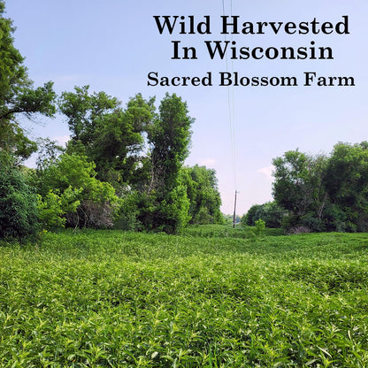 Wild-Harvested Wisconsin Nettle Leaf (Urtica dioica) | Whole Loose Leaf Botanical | 5.5 oz | 77 Servings | Sacred Blossom Farm | Single Source | Caffeine Free Herbal Tea