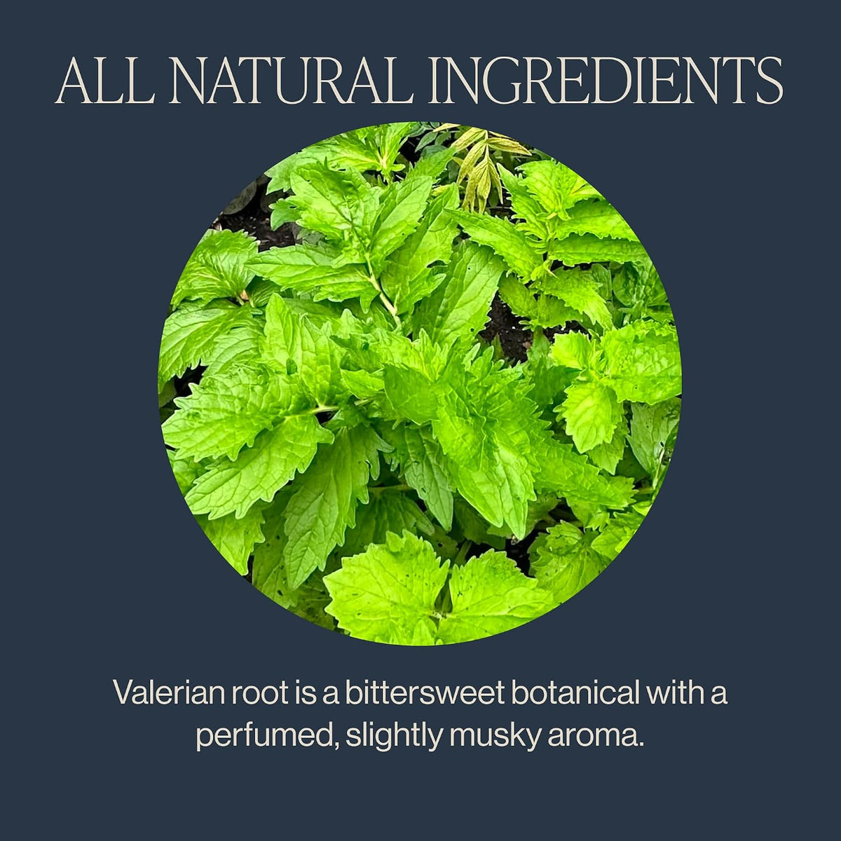 Rishi Tea Valerian Dream Organic Sachet Tea Bags, Caffeine Free, 30ct