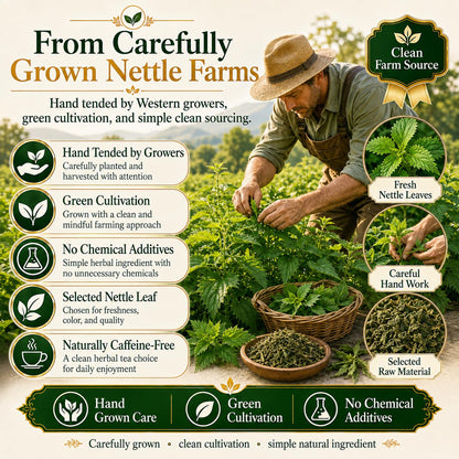 WOTIHA Stinging Nettle Leaf Tea Bags, 150 Count, No Added Sweetener