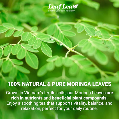LeafLea Moringa Tea Bags, Pure Moringa Leaf Herbal Tea, 80 Count, 2 Boxes