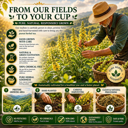 WOTIHA 65 Count Value Pack Premium Mullein Leaf Tea Bags - 100% Pure Natural Herbal tea, Lungs Cleanse & Respiratory Support, Caffeine-Free, No Additives, Non-GMO