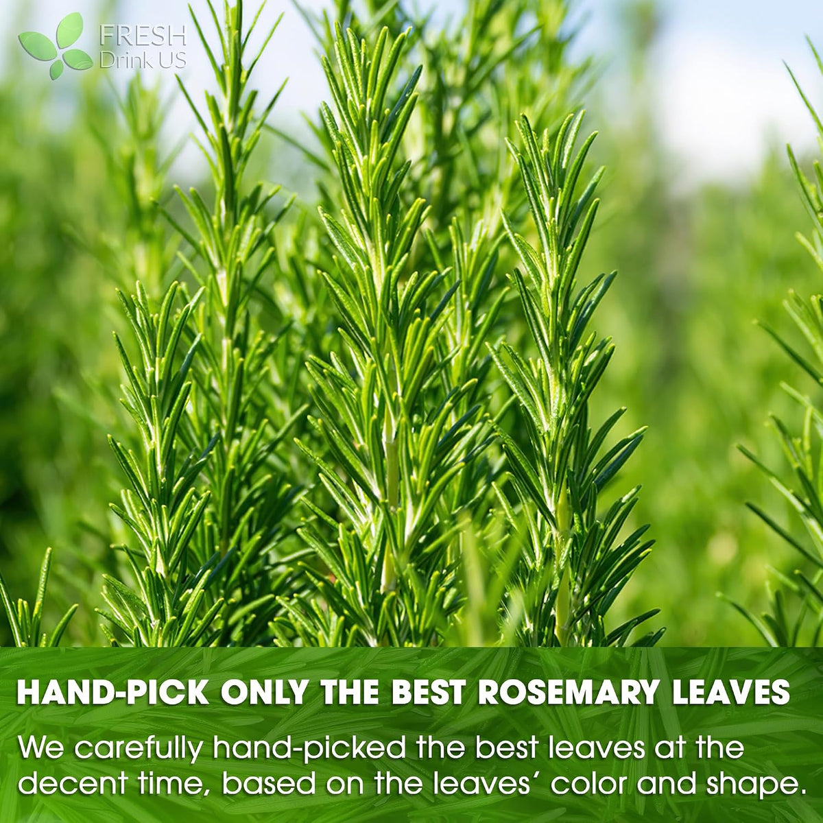 FRESHDRINKUS, 31 Rosemary Leaf Tea Bags, 100% Natural and Pure Rosemary Dried Leaves, Pure Herbal Tea, No Additives, No Caffeine, No Gluten, Vegan.