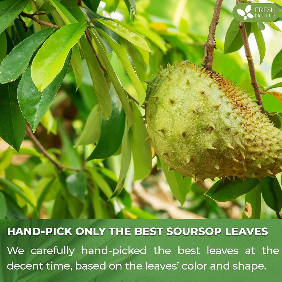 FreshDrinkUS, Premium Soursop Leaf Tea, 15 Count, Pure, Caffeine Free