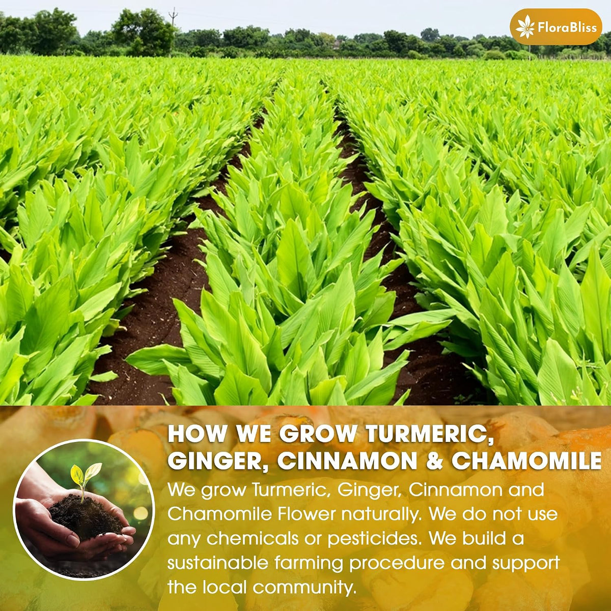 FloraBliss 50 Bags Turmeric, Ginger, and Cinnamon Tea. Added Chamomile
