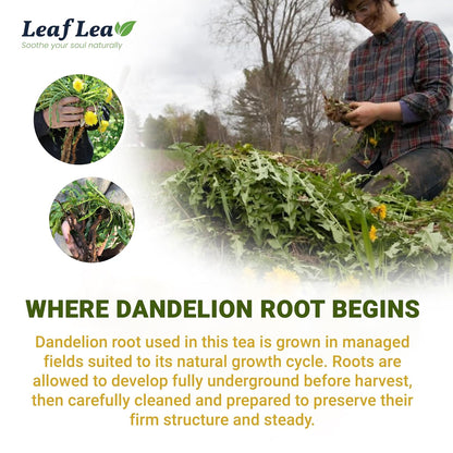 LeafLea Dandelion Root Tea Bags, Natural And Pure, 120 Count