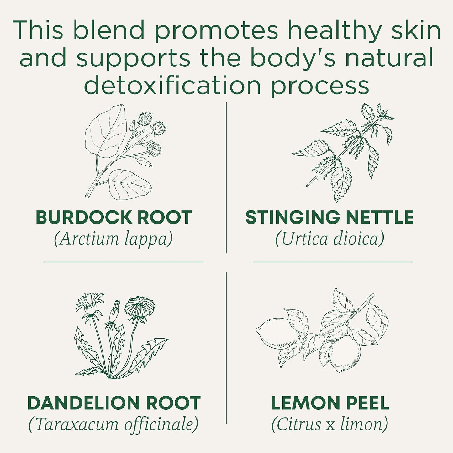 Traditional Medicinals Organic, Roasted, Dandelion Root Tea - Supports Normal Detox + Digestion - Kosher, Non-GMO, Caffeine-Free, Compostable - 16 Tea Bags, (Pack of 2)