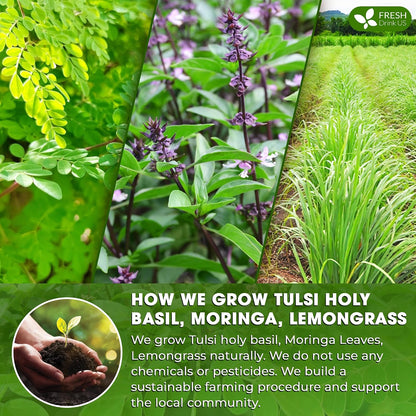 FreshDrinkUS, Premium Tulsi Moringa Lemongrass Tea, 75 Count, No Caffeine
