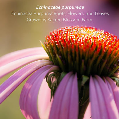 Echinacea Purpurea Loose Leaf Herb (7 oz) | 99 Servings | Organically Grown in Wisconsin | Cut & Sifted | Flowers, Leaves, and Roots