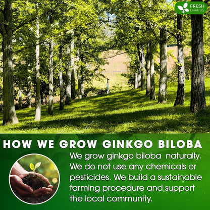FreshDrinkUS, Premium Ginkgo Biloba Leaf Tea, 75 Count, Pure, No Caffeine