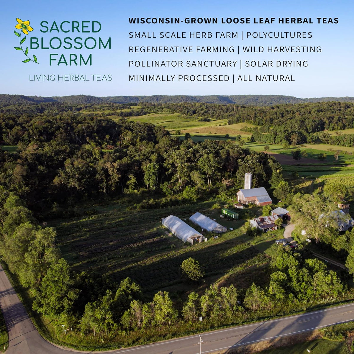 Wild-Harvested Wisconsin Nettle Leaf (Urtica dioica) | Whole Loose Leaf Botanical | 5.5 oz | 77 Servings | Sacred Blossom Farm | Single Source | Caffeine Free Herbal Tea