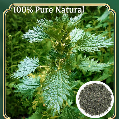 Premium Nettle Leaf Tea 4 oz (113g) - Dried Loose Leaves