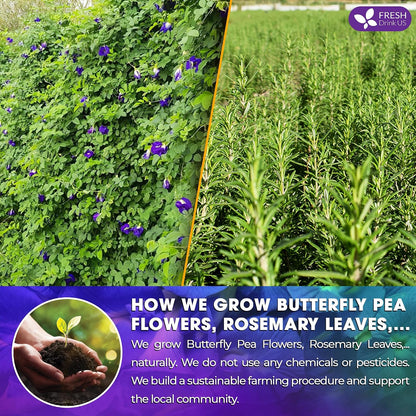 FreshDrinkUS, Clarity Calm Butterfly Pea Flower Tea – 60 Tea Bags Herbal Blend of Butterfly Pea Flower, Rosemary, Moringa, Lemongrass & Licorice Root – Caffeine-Free. Sugar-Free. Gluten-Free. Vegan