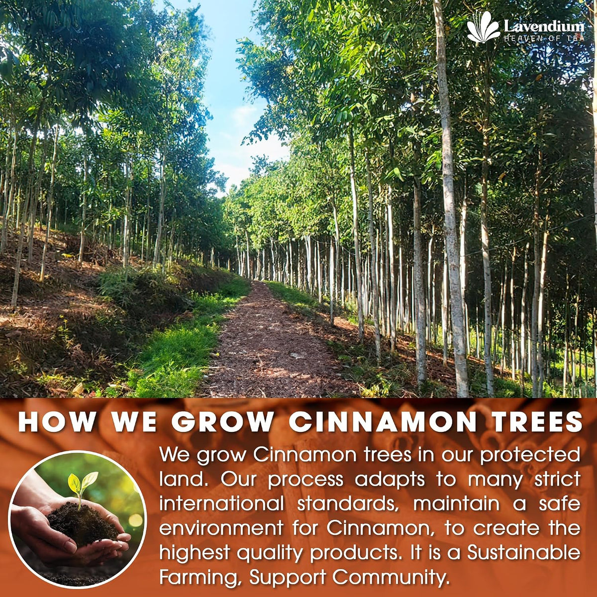Lavendium Ceylon Cinnamon Tea Bags, Cinnamon Tea, Caffeine-Free