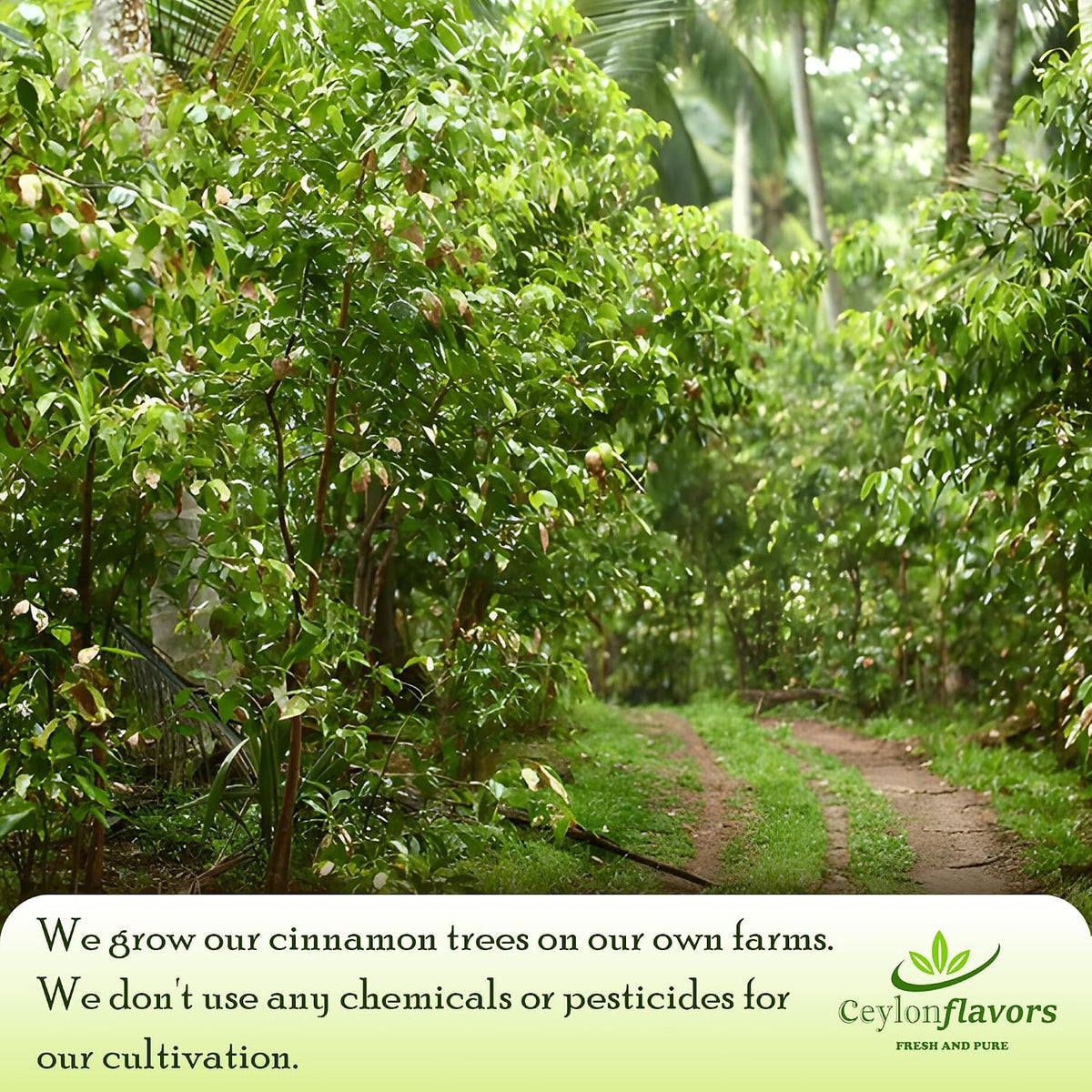 Ceylon Flavors Fresh and Pure Organic Ceylon Cinnamon, 30 Tea Bags, 100% Plant-Based Food-Grade Tea Bags, From Sri Lanka, USDA Certified Organic