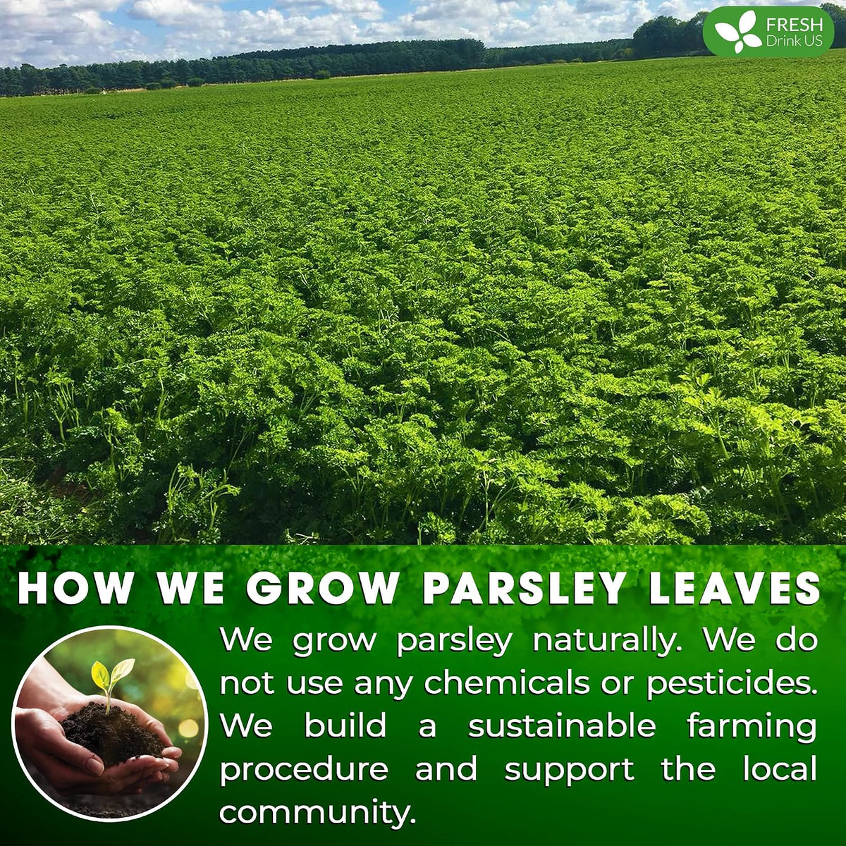 FreshDrinkUS, Premium Parsley Leaf Tea, 75 Count, Pure, Caffeine Free