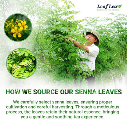 LeafLea Senna Tea Bags, Laxative Tea & Digestive Cleanse, 120 Ct, 3 Boxes