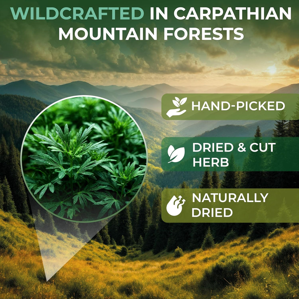 50 Bags Wormwood Herbal Tea (Artemisia Absinthum L.) – 50 Tea Bags 1.5g Absinthe Wormwood Herb