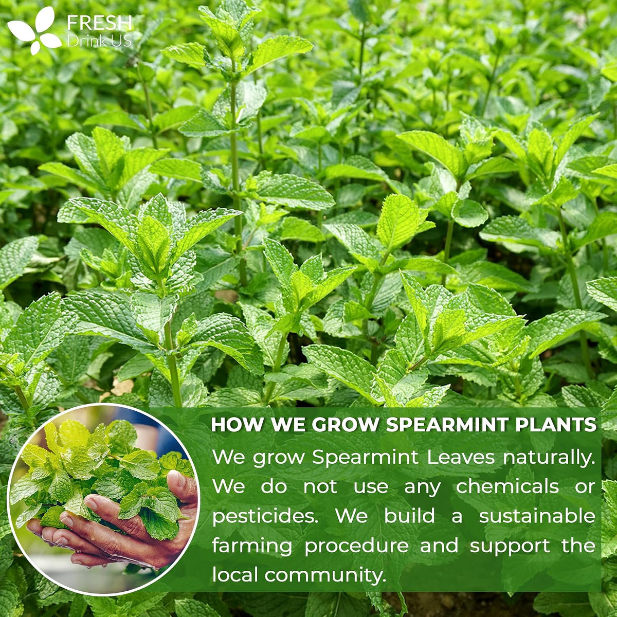 FreshDrinkUS, Premium 50 Spearmint Tea Bags, 100% Natural Spearmint Leaves. Loose Leaf Spearmint Herbal Tea. Spearmint Leaf Tea. No Sugar, No Caffeine, No Gluten, Vegan.