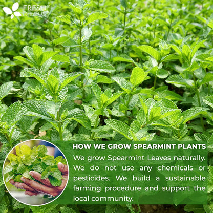 FreshDrinkUS, Premium 50 Spearmint Tea Bags, 100% Natural Spearmint Leaves. Loose Leaf Spearmint Herbal Tea. Spearmint Leaf Tea. No Sugar, No Caffeine, No Gluten, Vegan.