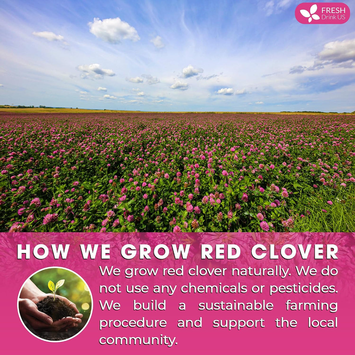 FreshDrinkUS, Premium Red Clover Herbal Tea – 135 Bags – Pure – Naturally Smooth & Mild Flavor – Eco-Conscious Packaging. Caffeine-Free. Gluten Free. Vegan.