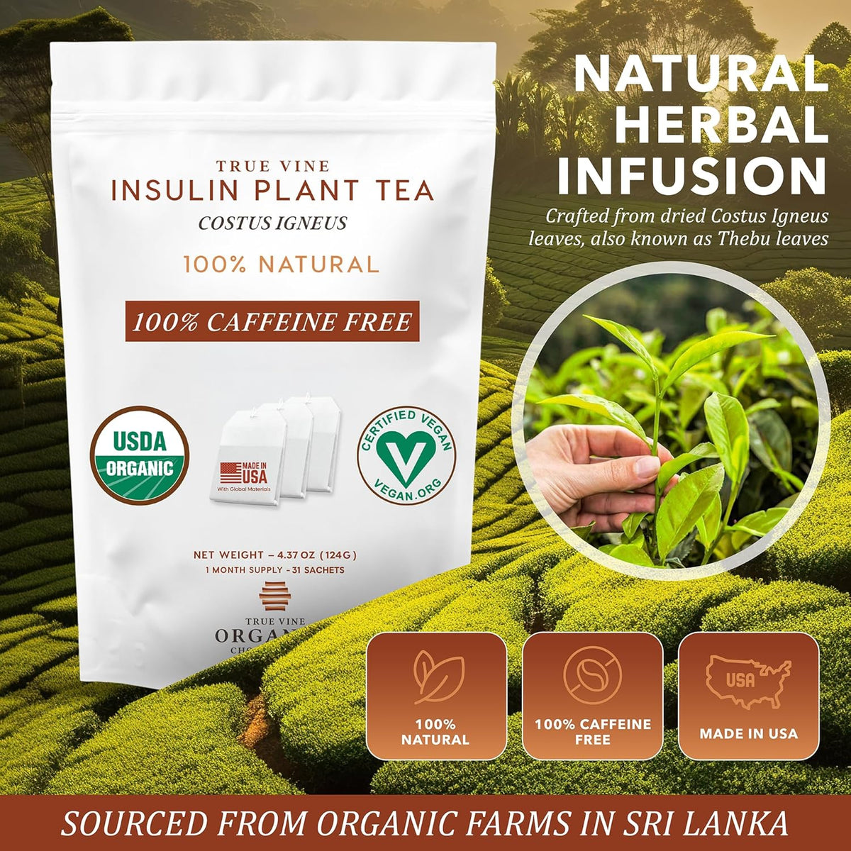Insulin Plant Tea — USDA Organic Herbal Tea Bags (31 Sachets, 4g Each)